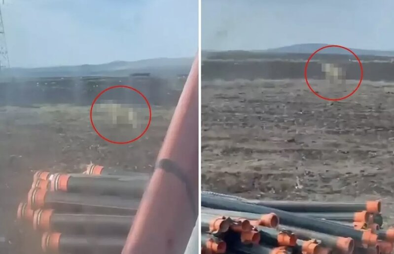 Tarlada işləyən kənd sakinini qorxudan görüntü gündəm oldu - VİDEO