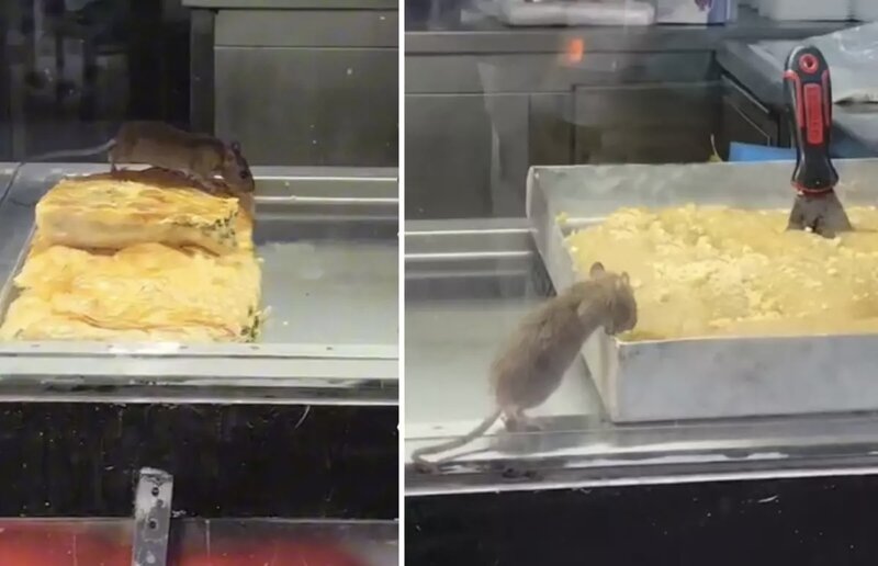 Piroq vitrini siçan tərəfindən zəbt olundu: görüntülər sosial mediada gündəm oldu - VİDEO