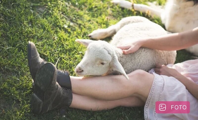 Azərbaycanda film kimi cinayət: Quzu qarşılığında 2 qadınla görüş və müəmmalı yoxa çıxan əşyalar