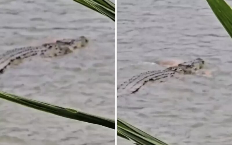 Timsah suya sürüklədiyi yaşlı adamı öldürdü: Ətrafdakıların xilasetmə cəhdi nəticəsiz qaldı