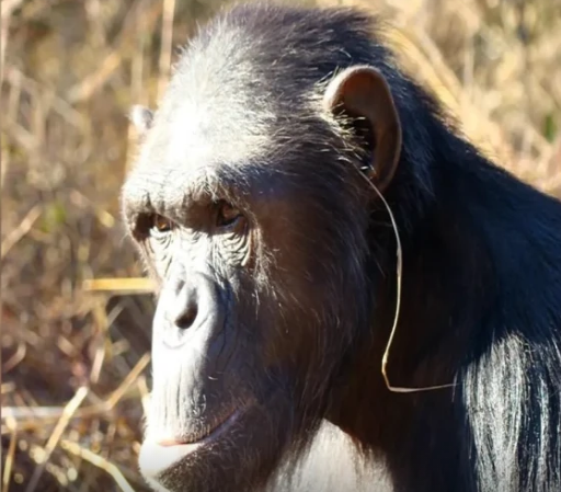 Şimpanzelərin yeni "dəbi": qulaqlarına niyə ot taxırlar? - Alimlər AÇIQLADI