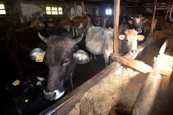 İnəyin təpiklə yaraladığı 10 yaşlı qız həyatını itirib