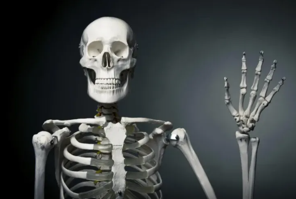 İnsanlarda hansı "əlavə" sümüklər var?