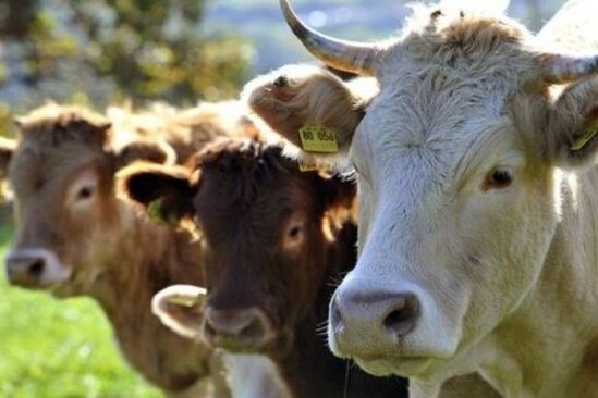 İmişlidə iribuynuzlu heyvan oğurlayanlar həbs edilib