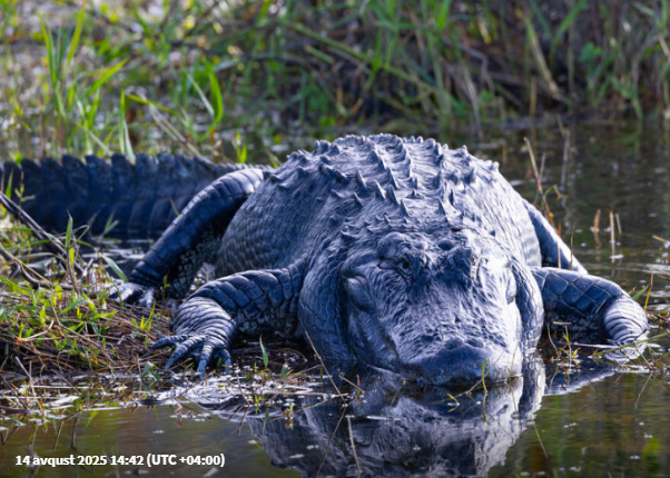 Arvadını iri timsahın ağzından xilas etdi