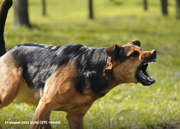 İt 64 yaşlı sahibini parçaladı
