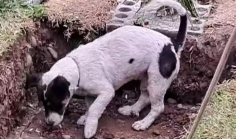 Ölən sahibin məzarını qazmağa çalışan iti görənlər göz yaşlarını saxlaya bilmədi