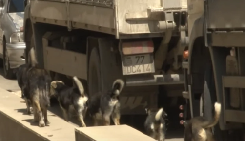 Məktəbin ərazisini itlər basıb: Valideynlərin şikayətinə niyə baxılmır?