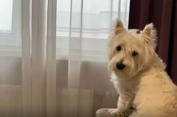 İtlər insan danışığını anlayırlarmı?