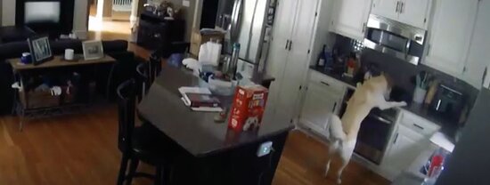 İt evdə yanğına səbəb oldu-VİDEO