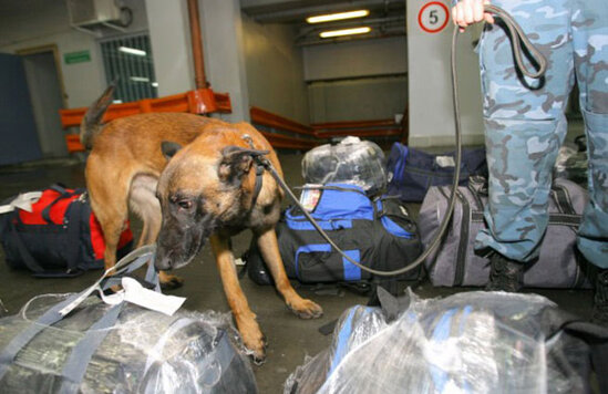 Barbara adlı itin sayəsində 72 kq narkotik ələ keçirildi