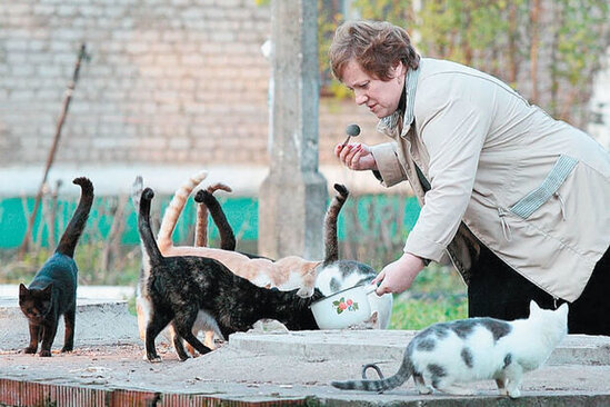 Küçə heyvanlarını yemləyən şəxs cərimələnib? - AÇIQLAMA