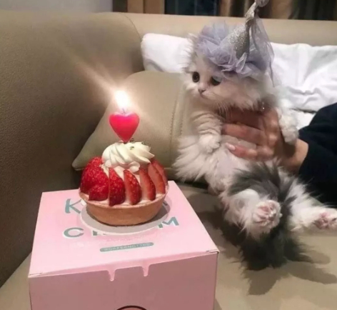 Ad günü qeyd edən pişiklər - FOTOLAR