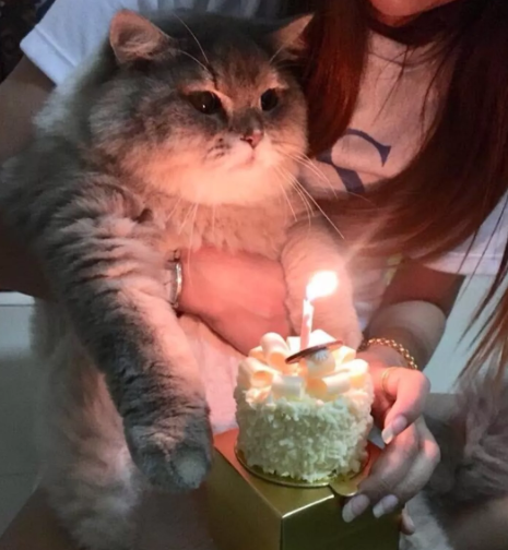 Ad günü qeyd edən pişiklər - FOTOLAR