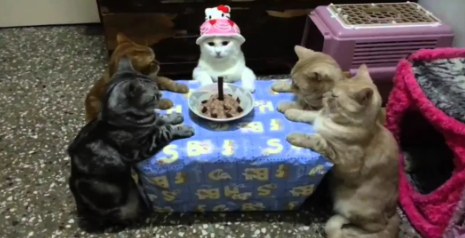 Ad günü qeyd edən pişiklər - FOTOLAR