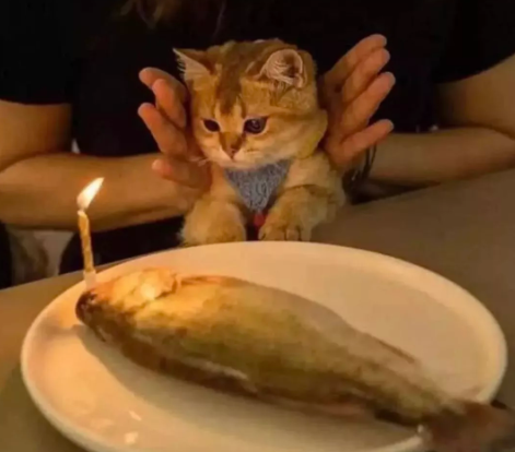 Ad günü qeyd edən pişiklər - FOTOLAR