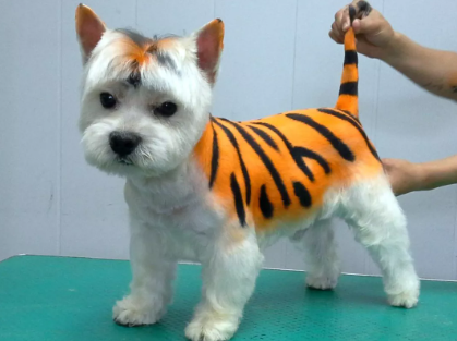 Heyvanlar üçün gülməli SAÇ DÜZÜMÜ - FOTO