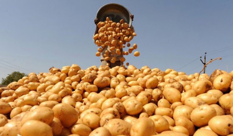 Cəlilabadlı fermerlər satdıqları kartofun pulunu ala bilmir