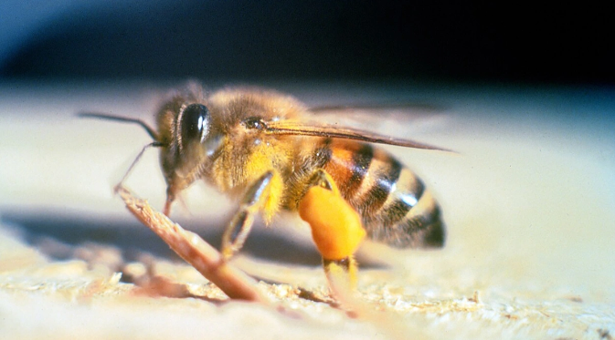 Turistlərə hücum olundu