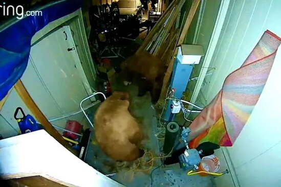 Qarajda qarşılaşan boz ayıların davası kameralara düşdü - VİDEO