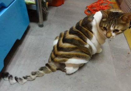 Heyvanlar üçün gülməli SAÇ DÜZÜMÜ - FOTO