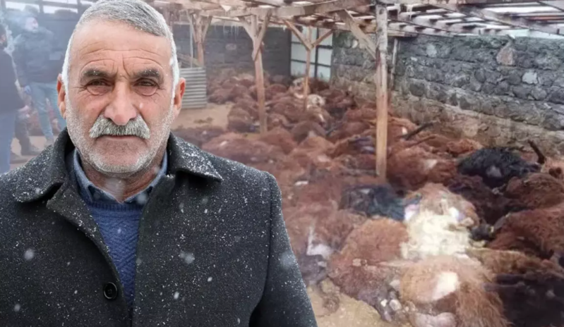 Bir gecədə 200 qoyunu tələf olan kişiyə duyğulandıran hədiyyə