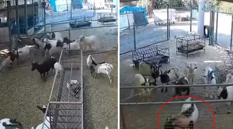 Kamera görüntülərini izləyən fermər heyrətə gəldi - VİDEO