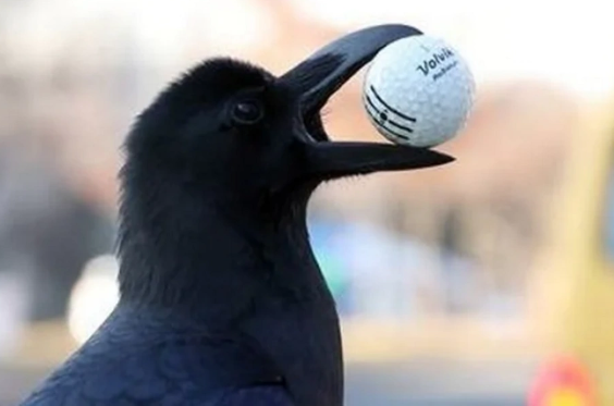 Qarğalar və insanlar arasında inanılmaz oxşarlıq aşkarlandı