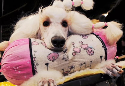 Heyvanlar üçün gülməli SAÇ DÜZÜMÜ - FOTO