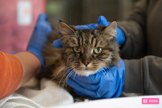 ABŞ-də 120 metr hündürlükdən yıxılan pişik sağ qalıb, sahibləri ölüblər