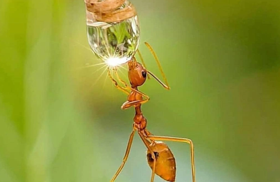 Kəhrəbada həkk olunan sirr: "Göz qabağında gizlənən" qədim qarışqa növü kəşf edildi