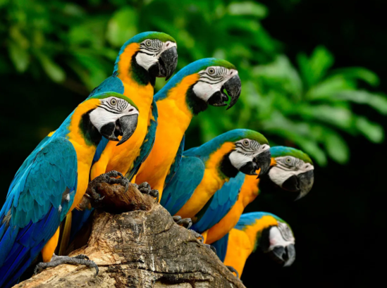 Bakıda zoomağazadan 8 tutuquşu oğurlanıb
