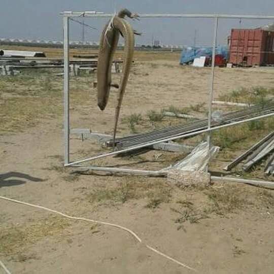 Bakıda tapılan nəhəng kərtənkələ öldürüldü - FOTO