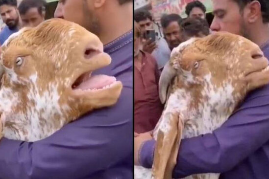 Keçi onu qəssaba satmaq istəyən sahibini qucaqlayaraq ağladı – VİDEO