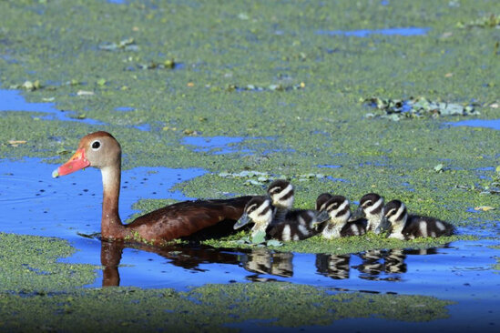 Ördəklərə yem verən ailə evini itirə bilər