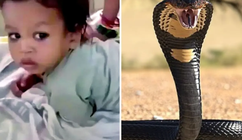 Hindistanda uşaq əlinə dolanan kobranı dişləyərək öldürdü