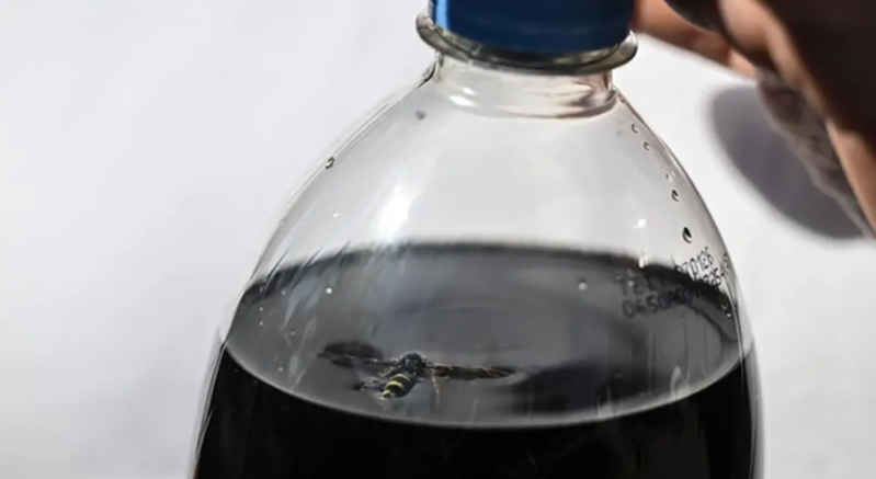 Marketdən aldığı kolanın içindən ölü arı çıxdı