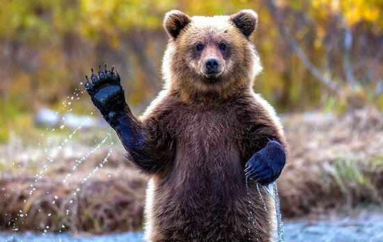 Ayı yoldan keçən sürücünü salamladı- VİDEO