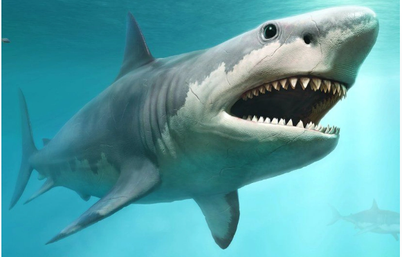 Avstraliyada tapılmış qalıqlar köpəkbalığına dair fikirləri dəyişdi