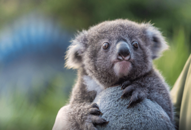 Koala niyə 20 saat yatır?