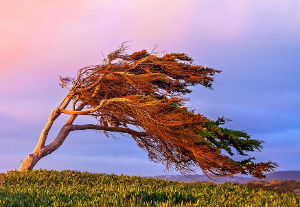 Mingəçevirdə güclü külək nəticəsində ölən və xəsarət alanlar olub