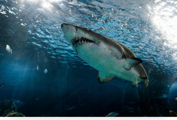 Köpəkbalıqları çimərliklərdə "dəli" kimi davranırlar - Avstraliyada ekoloji həyəcan