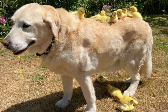 Labrador 15 ördək balasını övladlığa götürdü