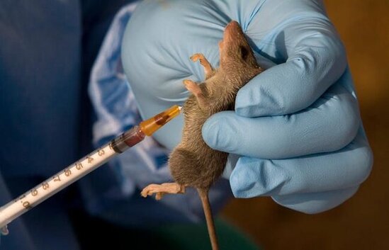 Avropada Lassa qızdırması yayılır