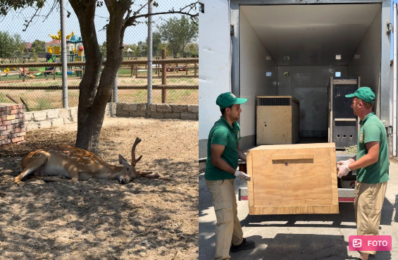 Qanunsuz saxlanılan vəhşi heyvanların xilasetmə işləri davam etdirilir