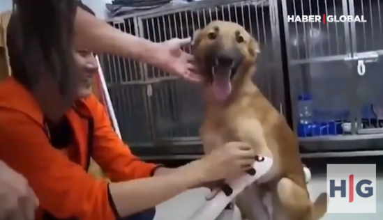 Protez ayaqlı itin sevinci görənləri kövrəltdi - VİDEO
