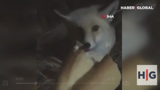 Vəhşi heyvanı belə bəslədi - VİDEO