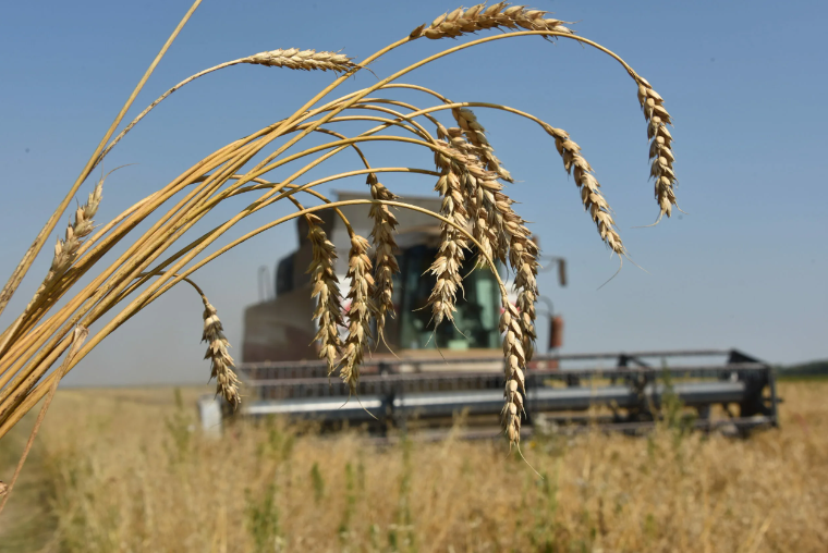 Buğdanın qiyməti yenidən qalxa bilər - AÇIQLAMA