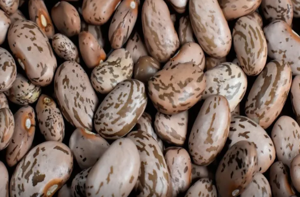 Lobyanı necə saxlamaq lazımdır ki, içində qurd və ya böcək əmələ gəlməsin?