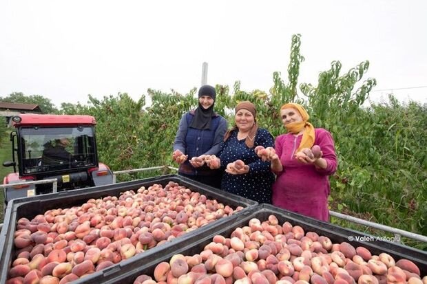 İxrac bazarımızın qırmızı meyvəsi - ARAŞDIRMA